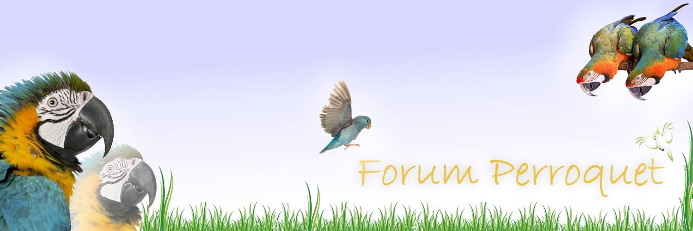 forum-perroquet.com • forum-perroquet.com