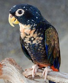 Avatar de l’utilisateur