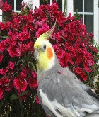 Avatar de l’utilisateur