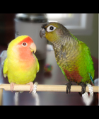 Avatar de l’utilisateur