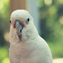 Avatar de l’utilisateur