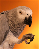 Avatar de l’utilisateur